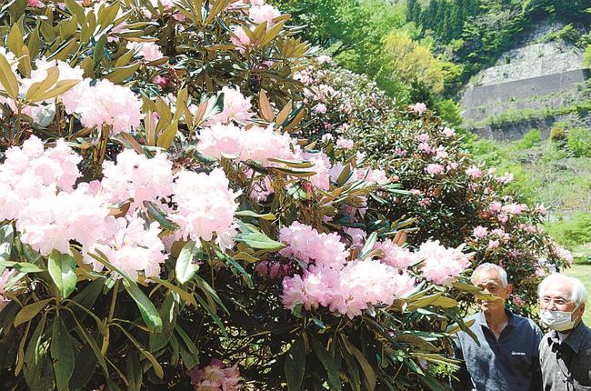 満開のニホンシャクナゲ＝島根県吉賀町蓼野