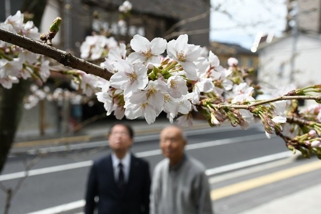 開花したソメイヨシノ＝２８日午前１１時１１分、松江市母衣町、山陰水道工業