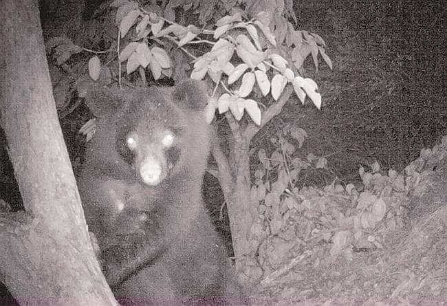 島根県西部のセンサーカメラに写ったクマ（島根県提供）