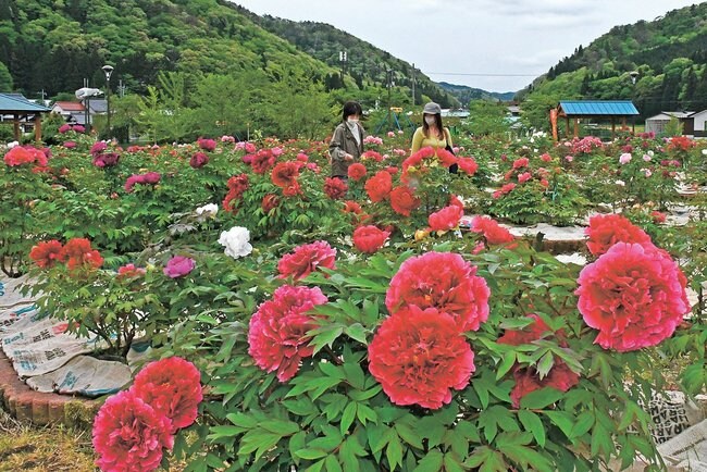 ボタンの花を観賞する来園者＝島根県飯南町上赤名、赤名観光ぼたん園