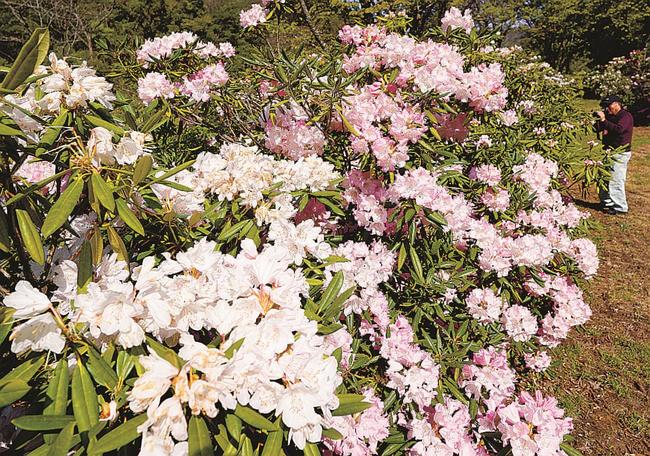 白やピンクの花を咲かせたシャクナゲ＝島根県美郷町九日市、シャクナゲパーク花ノ谷