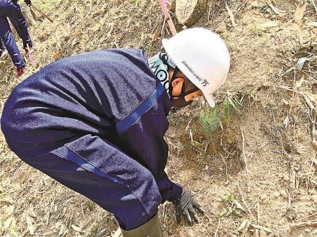 黒松の根元に土をかける生徒＝雲南市吉田町吉田
