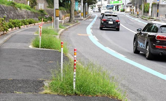 ケヤキ並木が伐採された松江市上乃木３丁目の「けやき通り」＝９月１５日