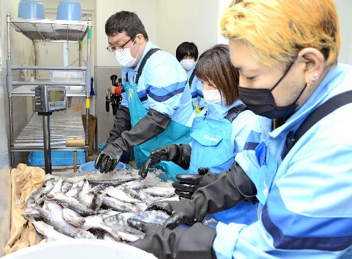 調餌業務に励む施設利用者ら=浜田市・江津市、しまね海洋館アクアス