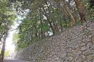 ▲ビフォー▲石垣の上に生える伐採前の樹木＝２０２２年９月１６日、松江市殿町