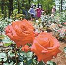 見頃を迎えているバラ＝鳥取県南部町鶴田、とっとり花回廊