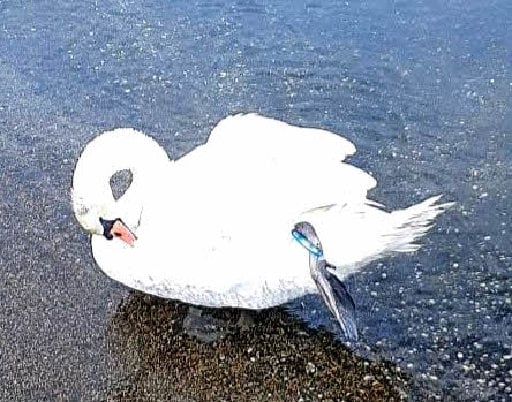ルアーと釣り糸が絡まってうずくまるコブハクチョウ＝松江市嫁島町（提供）