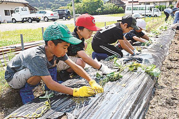 真剣な表情でサツマイモの苗を植える児童＝島根県邑南町井原、雲井の里ふれあい農場