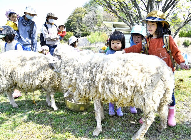 餌を食べる羊を眺めたり、毛をブラッシングする園児＝江津市桜江町長谷、風の国