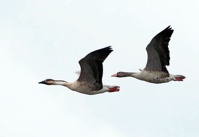 米子水鳥公園上空を飛ぶサカツラガン（左）とハイイロガン＝米子市彦名新田（米子水鳥公園提供）
