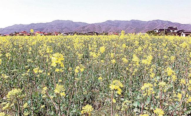 影山製油所で使う菜種のもととなるトムＴＯＭファームの菜の花畑＝出雲市斐川町富村