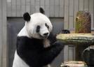 上野動物園の雌のジャイアントパンダ、シャンシャン＝１月（東京動物園協会提供）