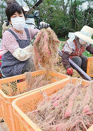西浜いもを収穫する生産者＝出雲市湖陵町大池