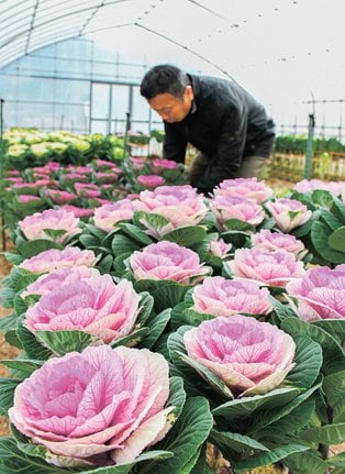 色づいた葉ボタン=出雲市斐川町出西、たぐちファーム
