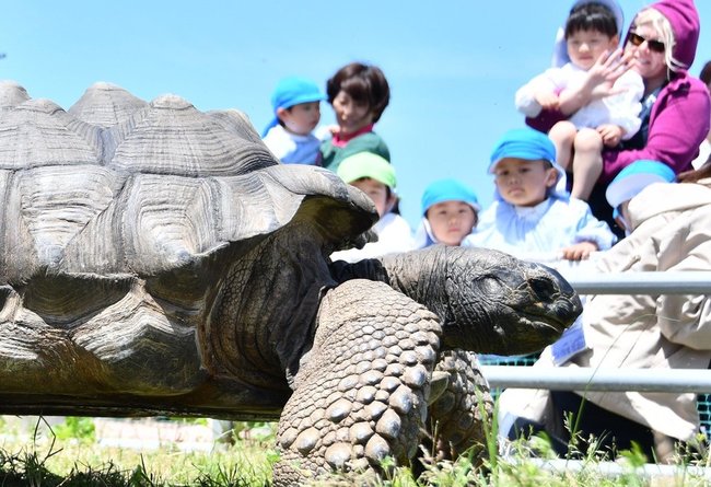 芝生の上を歩くアルダブラゾウガメを観察する園児＝米子市新開４丁目、かいけ心正こども園