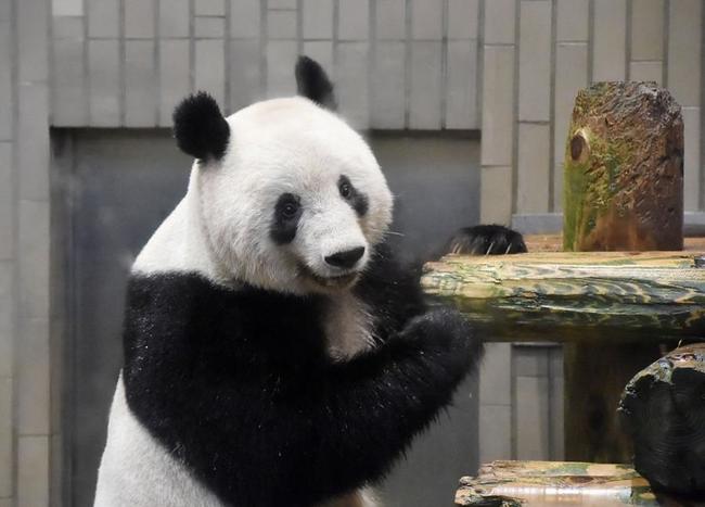 上野動物園の雌のジャイアントパンダ、シャンシャン＝１月（東京動物園協会提供）