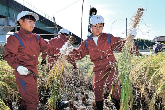 亀治米を鎌で刈り取る荒島小の５年生＝安来市西赤江町