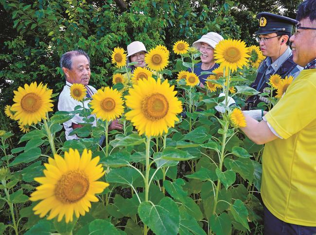 保護司らと協力してヒマワリを刈り取る池田仁志さん（左）＝松江市東津田町