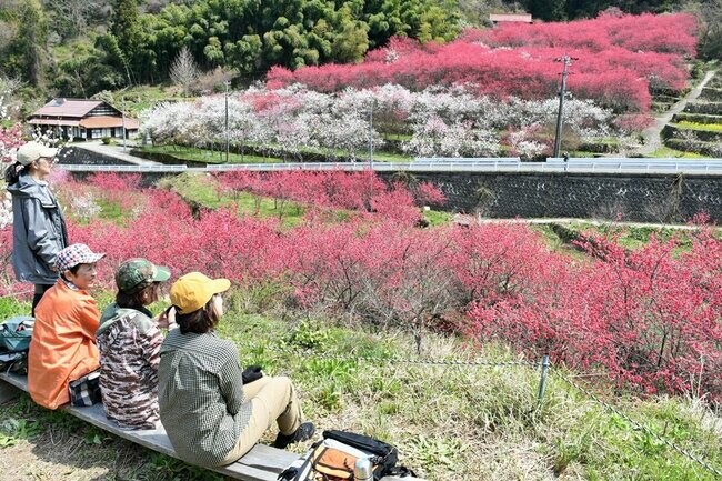 一面に咲き誇るハナモモを眺める来訪者＝島根県邑南町上口羽