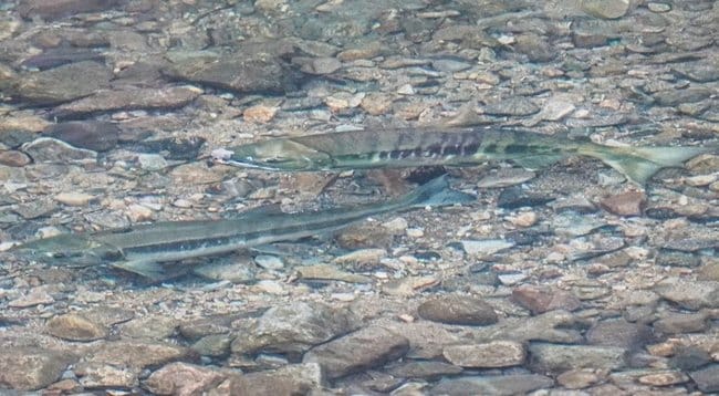 濁川に遡上した2匹のサケ=島根県川本町因原