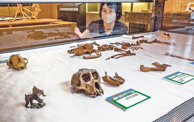 出土した動物の骨を紹介する奥村寧子主任＝鳥取市青谷町青谷、鳥取市あおや郷土館