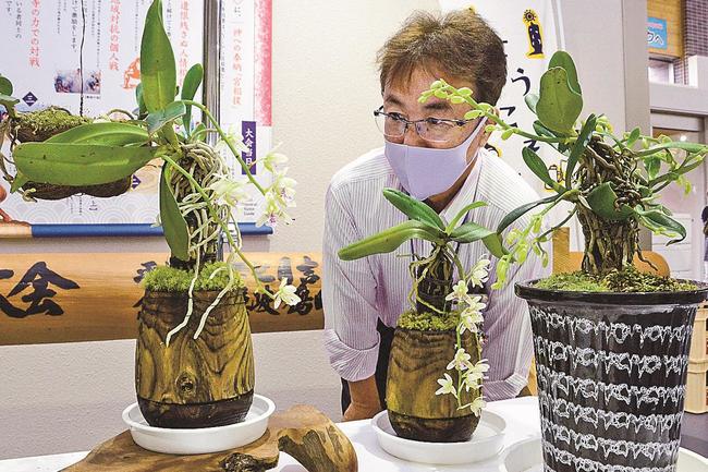 小さな花から漂う香りが特徴のナゴラン=島根県隠岐の島町岬町、隠岐空港