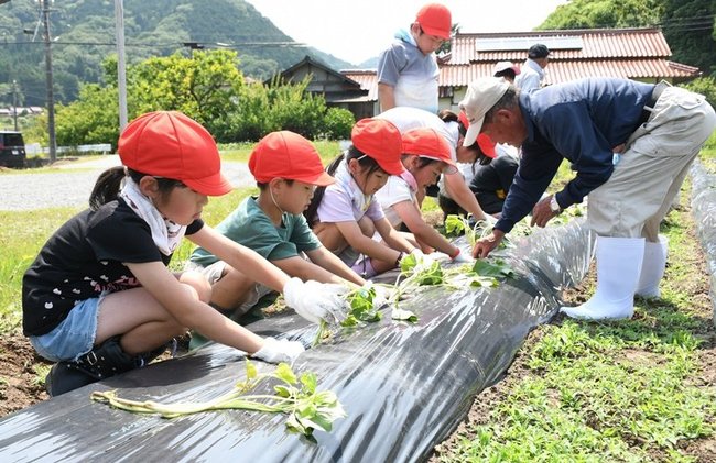 産直市の関係者とイモの苗を植える児童＝島根県邑南町井原