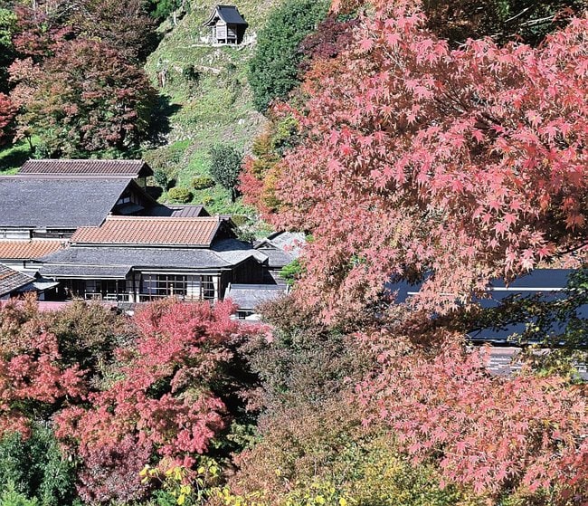 櫻井家住宅周辺の紅葉＝２０２４年１１月、島根県奥出雲町上阿井