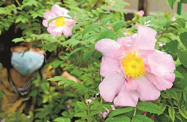 見ごろを迎えた箱根サンショウバラ＝松江市うぐいす台
