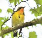枝に留まるキビタキ＝鳥取県大山町大山