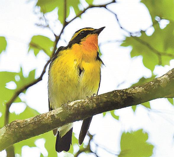 枝に留まるキビタキ＝鳥取県大山町大山