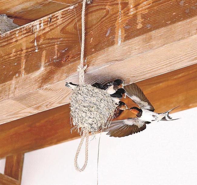 ロープに作られた巣とツバメの親子＝益田市戸田町