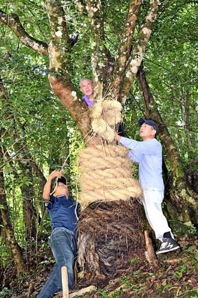 ご神木のツバキに藁蛇を巻き付ける参加者＝益田市匹見町石谷、田原大元神社
