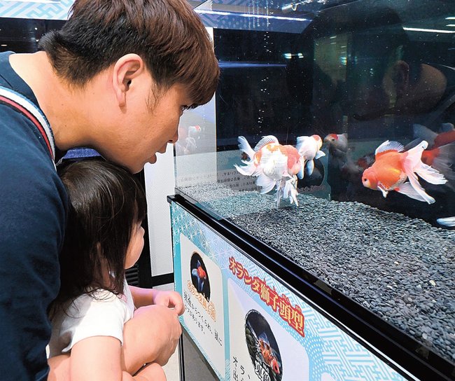 オランダ獅子頭などの金魚を観賞する来場者∥出雲市園町、島根県立宍道湖自然館ゴビウス