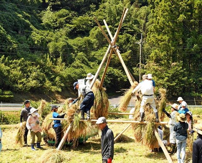 稲束を干していく西田ヨズクハデ保存会や「酒仙蔵人・五郎之会」のメンバー