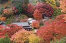 見頃を迎えた櫻井家住宅周辺の紅葉＝島根県奥出雲町上阿井