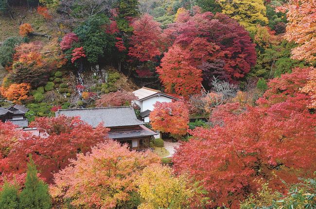 見頃を迎えた櫻井家住宅周辺の紅葉＝島根県奥出雲町上阿井