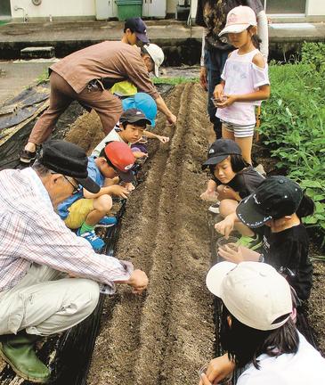 畑にソバの種を植える児童＝島根県邑南町中野、石見東小学校