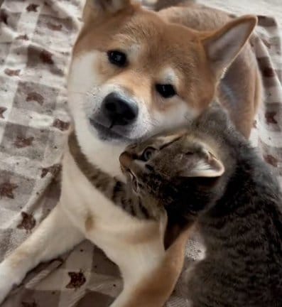 子猫・ゆずちゃんに抱きつかれる、柴犬・あんずちゃん(@shiba.anzuより)