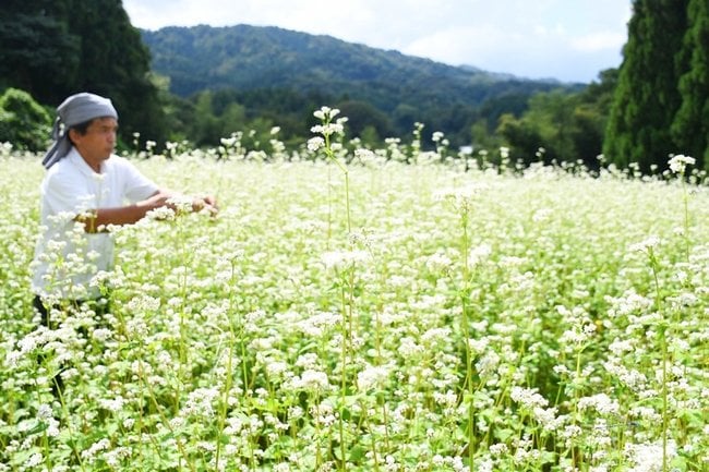 ソバの花の様子を確かめる「山県そば」の西沢功店主＝島根県奥出雲町中村