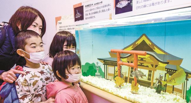 展示されているアイゴとウサギニベに見入る親子＝出雲市園町、島根県立宍道湖自然館ゴビウス