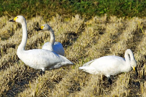 飛来したコハクチョウ＝１４日午前、出雲市斐川町荘原（ホシザキグリーン財団提供）