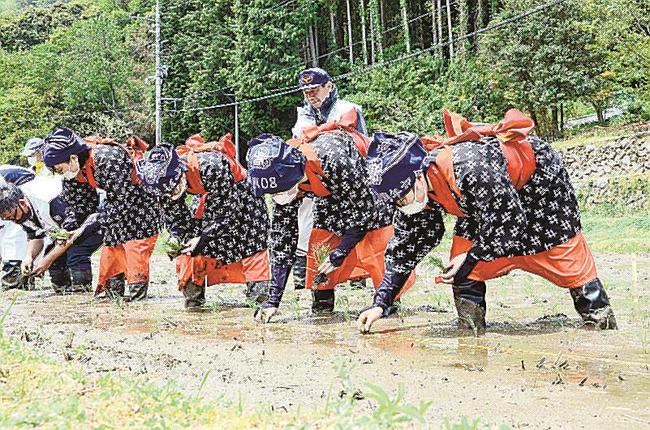 早乙女姿で田植えをする高校生ら＝島根県津和野町名賀