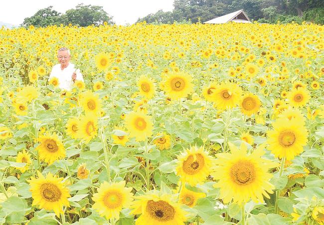 野山嶽の畑一面に咲き誇るヒマワリ＝浜田市三隅町井野