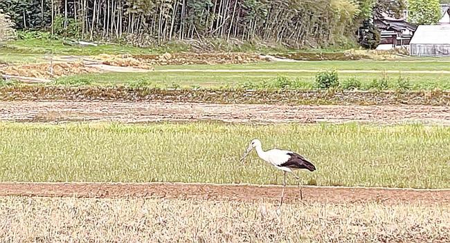 田園で餌を探すコウノトリ4月18日、松江市上佐陀町