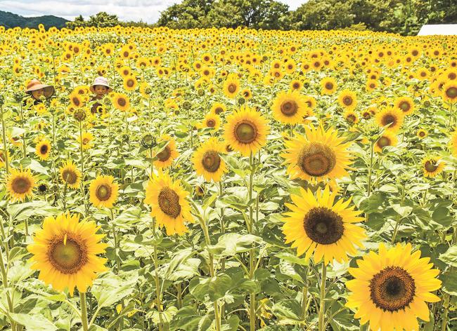野山嶽の畑一帯に咲き誇るヒマワリ＝浜田市三隅町井野