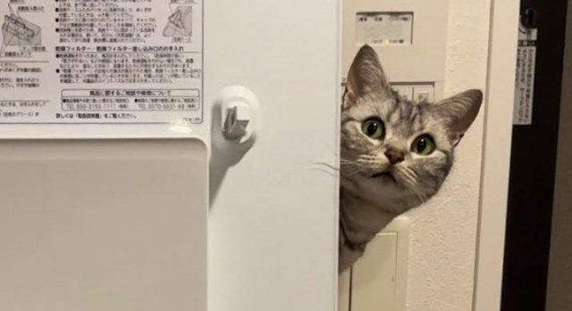 ねこが行方不明」→まさかの場所から“ひょっこり”「ニャンかようってな  