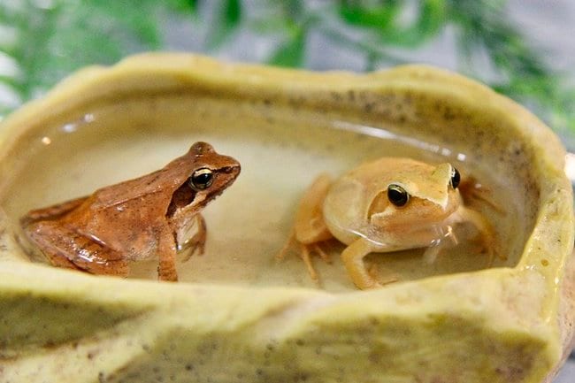 本来は赤や赤茶色をしているタゴガエルの黄色の変異個体（右）。左は変異ではない個体＝浜田市久代町、水族館アクアス