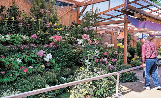 菊とボタンが並ぶ展示に見入る来場者＝松江市殿町、松江城山公園