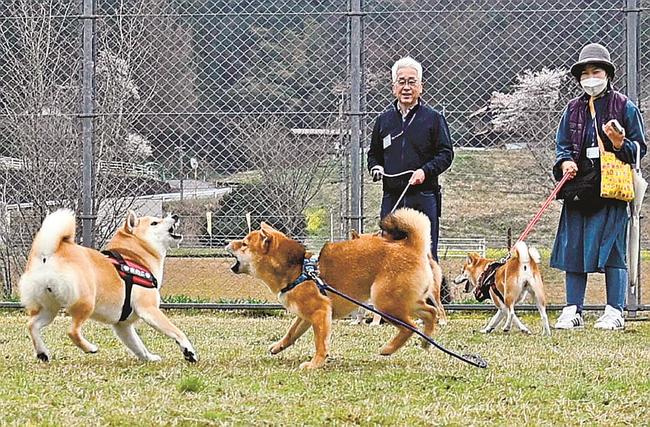 ドッグランで走り回る柴犬の姿を楽しむ参加者=益田市美都町朝倉、ひだまりパークみと多目的広場
